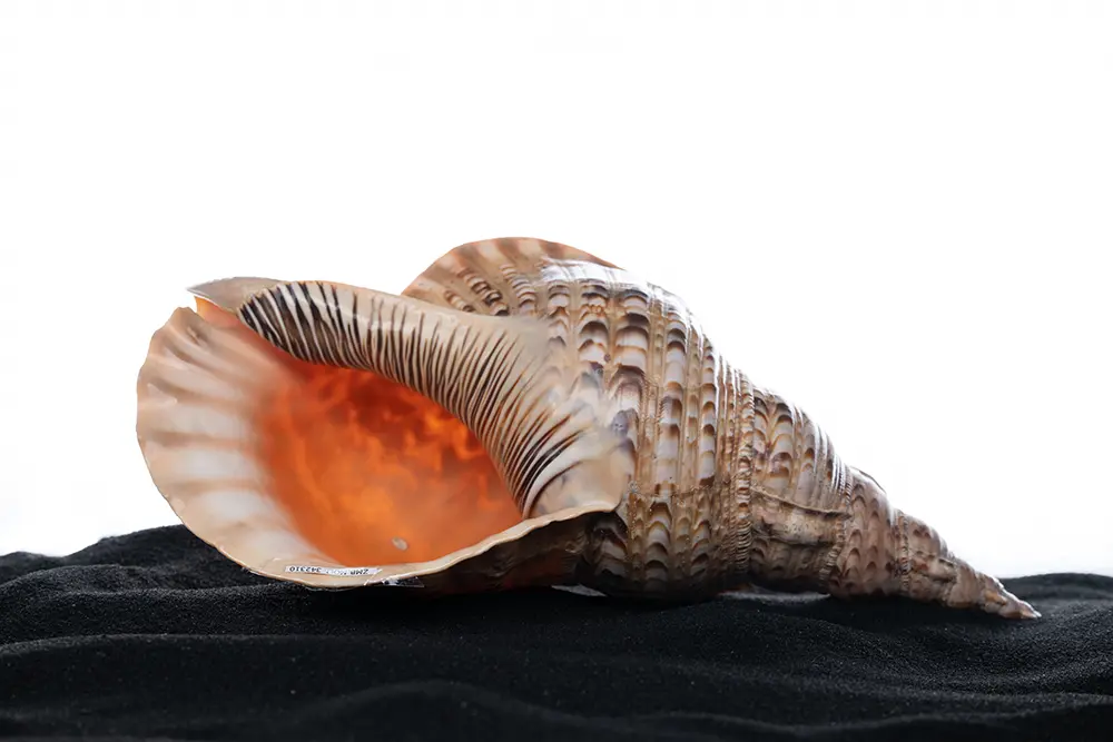 Nahaufnahme einer Türmchenschneckenmuschel